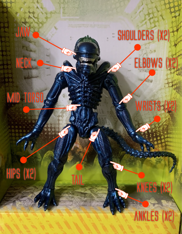 Alien Warrior Xenomorph Articulation